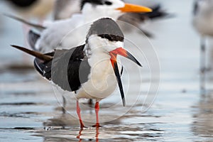 Black skimmer on a Florida beach.