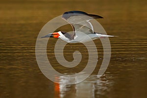 Black skimmer fly, in river, Rio Negro, Pantanal, Brazil. Skimmer drinking water with open wings. Wildlife scene from wild nature,