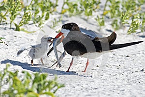 Black Skimmer Parent and Chick with Fish