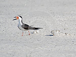 Black Skimmer Parent and Chick in Nest