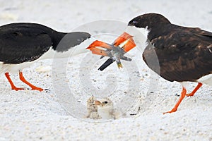 Black Skimmer Parents Sharing Duty Of Feeding Their Chicks