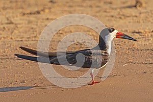 Black Skimmer on a River Sandbar in the Tropics