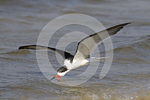 Black skimmer, rynchops niger