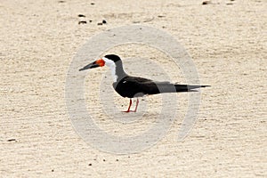 Black skimmer (Rynchops niger)