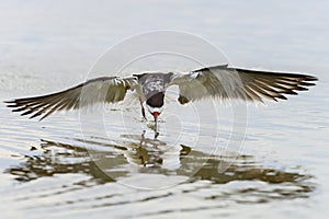 Black skimmer, rynchops niger