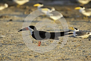 Black Skimmer, rynchops niger, and at the Back Large-Billed Tern, phaetusa simplex, Los Lianos in Venezuela