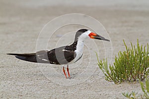 Black skimmer (Rynchops niger)on the beach