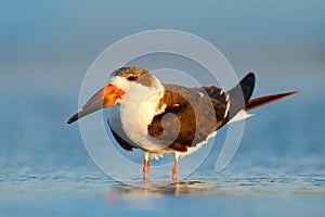 Black Skimmer, Rynchops niger, beautiful tern in the water. Black Skimmer in the Florida coast, USA. Bird in the nature sea habita