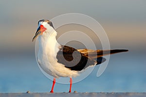 Black Skimmer, Rynchops niger, beautiful tern in the water. Black Skimmer in the Florida coast, USA. Bird in the nature sea habita