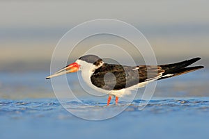 Black Skimmer, Rynchops niger, beautiful tern in the water. Black Skimmer in the Florida coast, USA. Bird in the nature sea habita