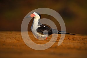 Black Skimmer, Rynchops niger, exotic bird in the nature habitat, bird sitting in the cost sand, Rio Negro, Pantanal, Brazil