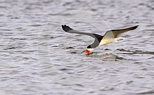 Black skimmer (Rynchops niger) fishing at sunrise along the shore