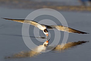 A black skimmer rynchops niger in flight foraging with its beak in the pond seen from Fort Myers beach,Florida, USA.