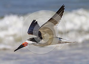 Black skimmer Rynchops niger in flight, Nickerson Beach