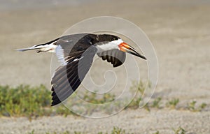 Black skimmer (Rynchops niger) flying over the beach