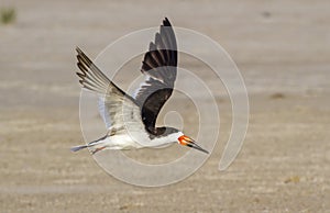 Black skimmer (Rynchops niger) flying over the beach