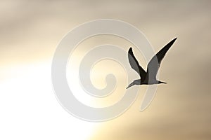 Black Skimmer (Rynchops niger niger)