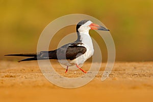 Black skimmer, Rynchops niger, in river sand beach, Rio Negro, Pantanal, Brazil. Bird in the nature sea habitat. Skimmer drinking photo