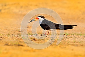 Black skimmer, Rynchops niger, in river sand beach, Rio Negro, Pantanal, Brazil. Skimmer drinking water with open wings. Wildlife photo