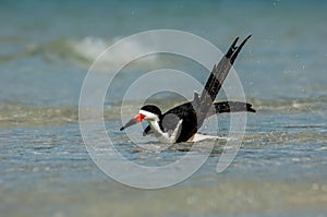 A black skimmer Rynchops niger splashes and grroms in the Gul