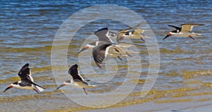 Black Skimmer Sea Birds