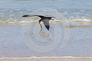 Black Skimmer, Skimming And Splashing