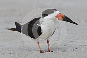 Black Skimmer standing on a beach - St. Petersburg, Florida