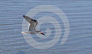 Black skimmer tern, Rynchops niger