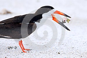 Black Skimmer Tossing Fish