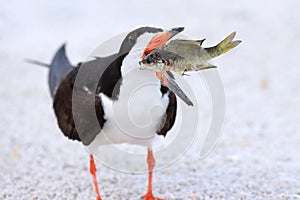 Black Skimmer Tossing Fish In The Air