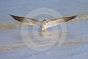 Black Skimmer Wingspan photo