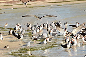 Black skimmers come in for landing on a beach in Florida