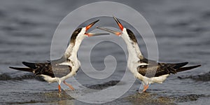 Black Skimmers disputing territory on a Gulf of Mexico beach - Florida