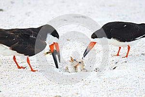 Black Skimmers Feeding Their Chicks