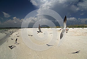 Black Skimmers in Flight