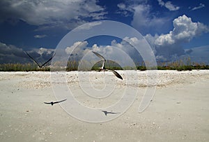 Black Skimmers in Flight