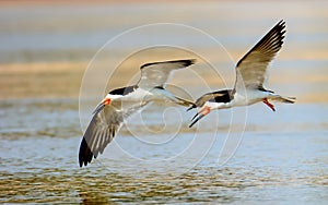 Black Skimmers in flight