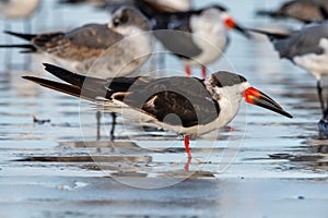 Black skimmers on a Florida beach in winter.