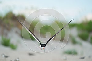 A Black Skimmers flying over the beach