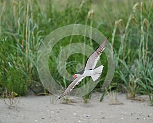 A Black Skimmers flying over sea oats and the beach