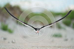 A Black Skimmers flying over sea oats and the beach
