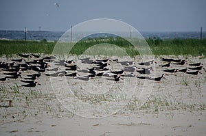 Black Skimmers Nesting in the Sand