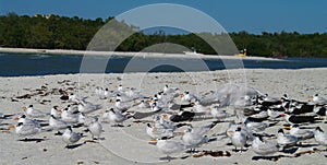 Black skimmers and royal terns