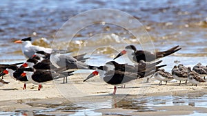 Black skimmers a seagull and shorebirds sanding in shallow seawater