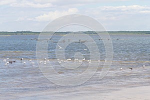 Black Skimmers, Seagulls and Brown-hooded Gull at Lagoa do Peixe