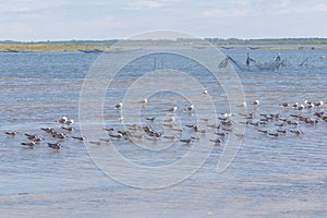 Black Skimmers and Seagulls at Lagoa do Peixe photo