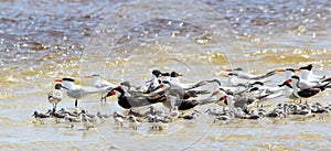 Black skimmers, seagulls and willets sanding in shallow seawater