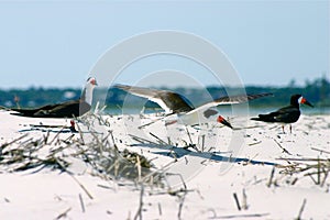 Black Skimmers