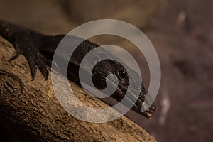 Black skink