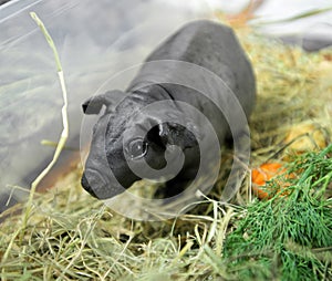 Black skinny guinea pig close-up in container